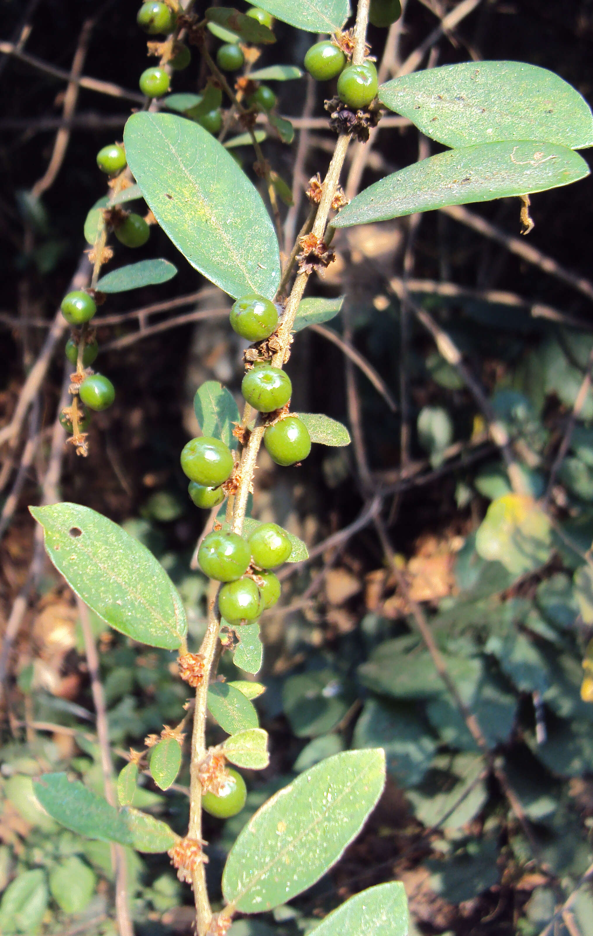 Image of Bridelia stipularis (L.) Blume