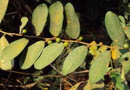 Image of Bridelia stipularis (L.) Blume