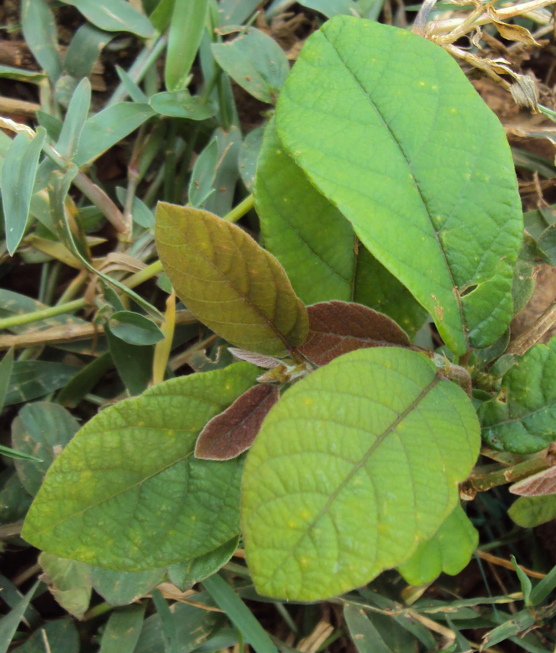 Image of Bridelia stipularis (L.) Blume