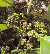 Image of Callicarpa tomentosa (L.) L.