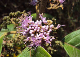 Image of Callicarpa tomentosa (L.) L.