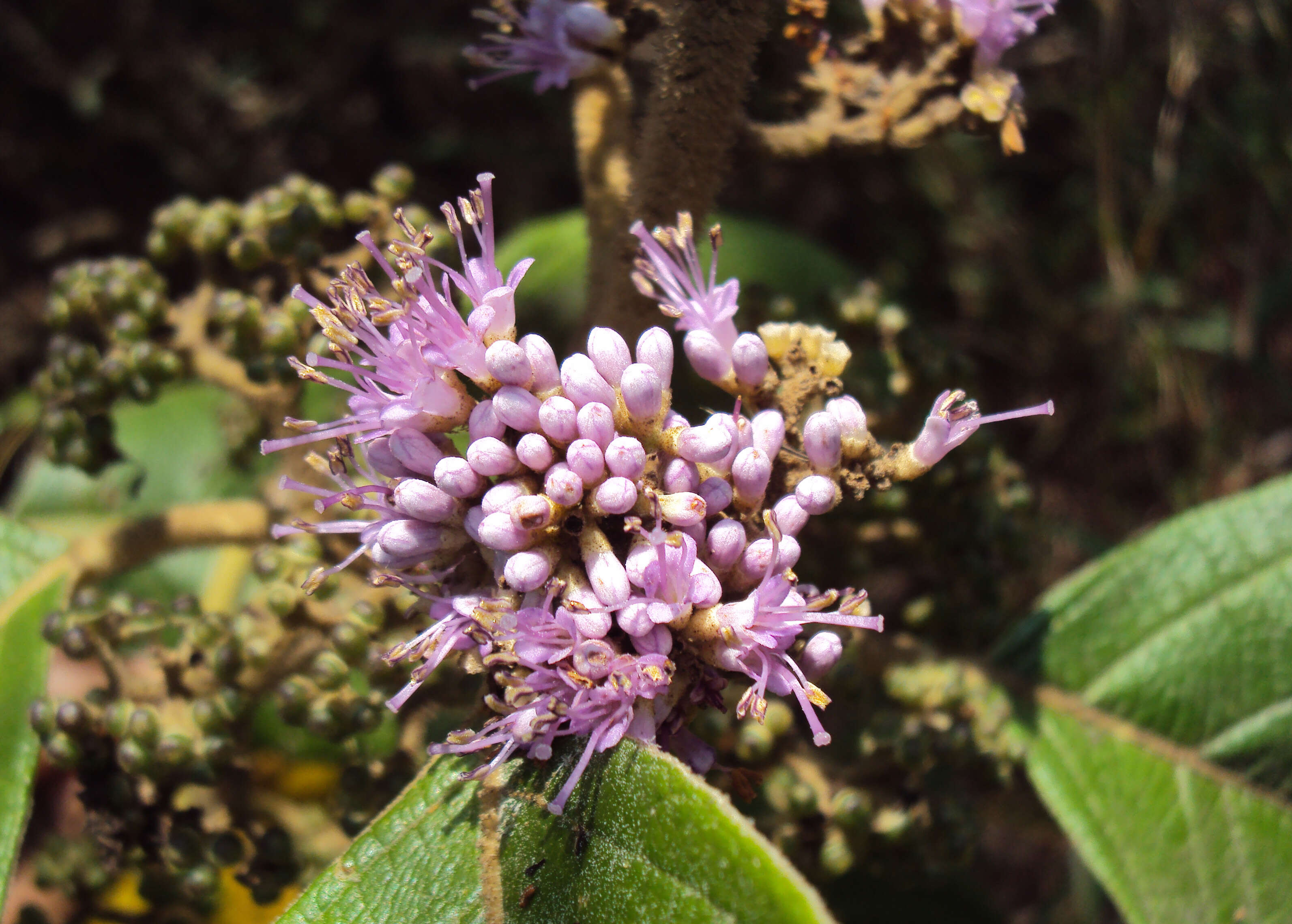 Image of Callicarpa tomentosa (L.) L.