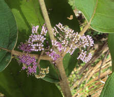 Image of Callicarpa tomentosa (L.) L.