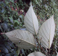 Image of Callicarpa tomentosa (L.) L.