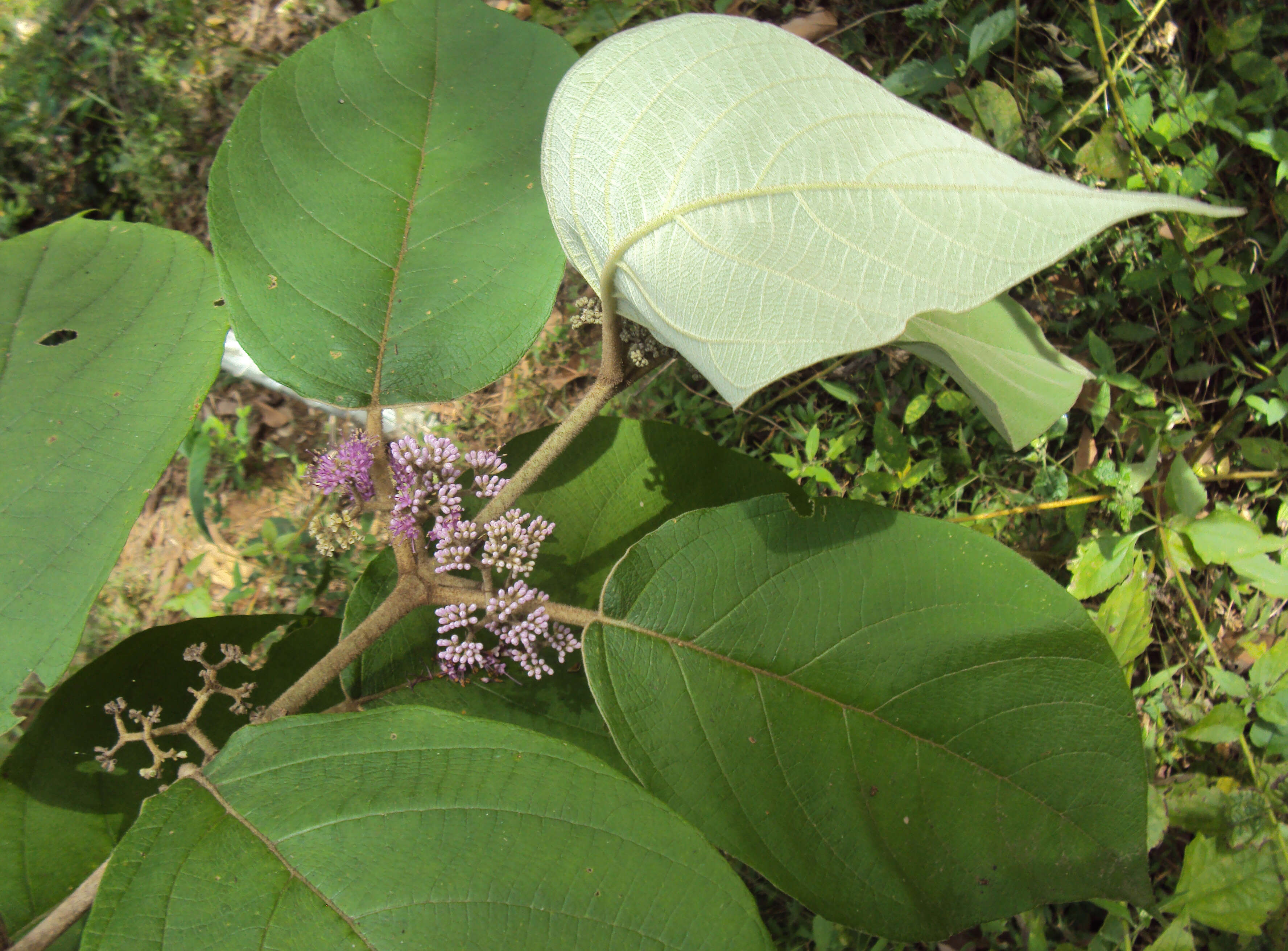 Image of Callicarpa tomentosa (L.) L.