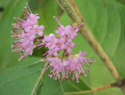 Image of Callicarpa tomentosa (L.) L.