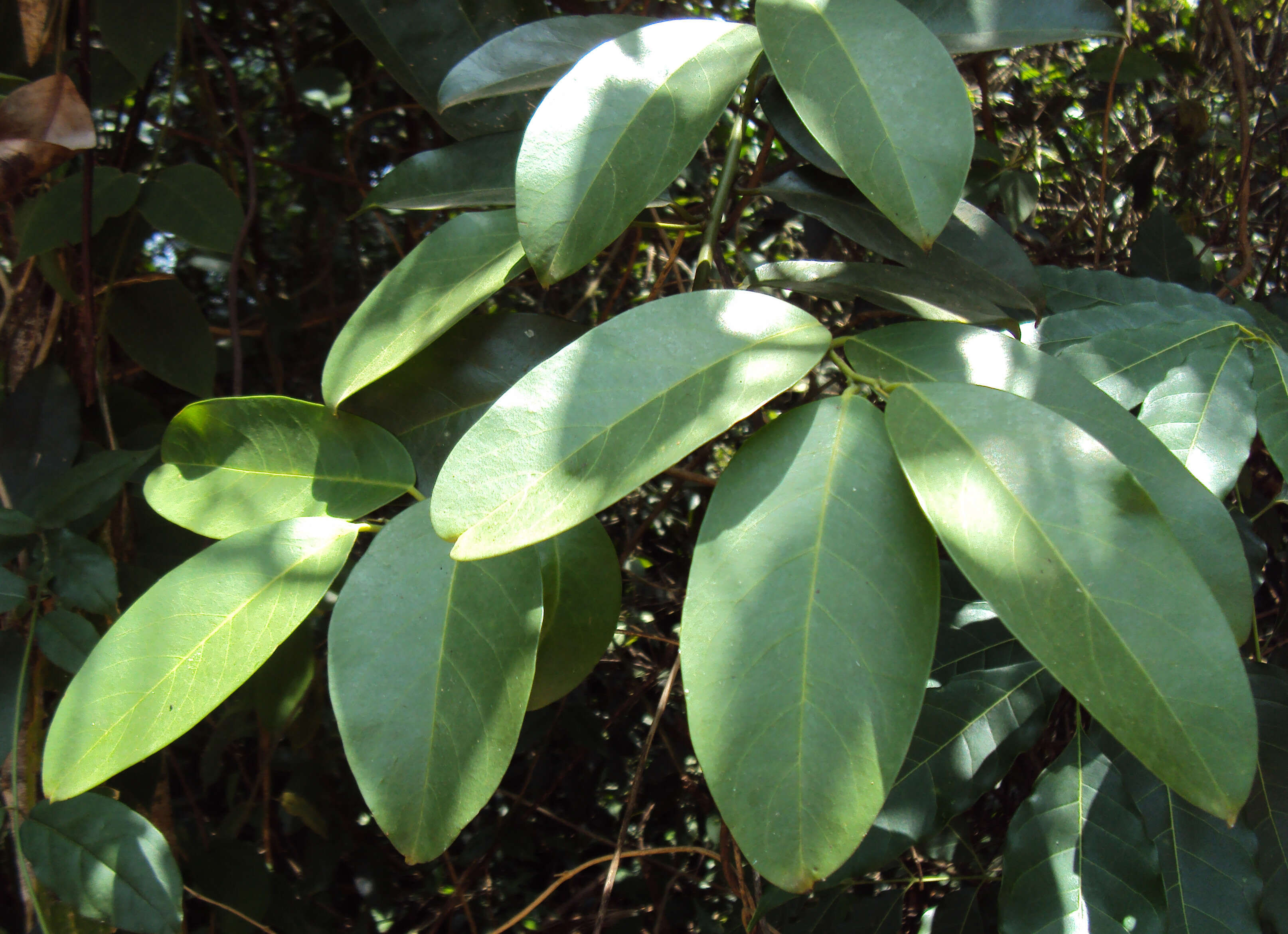 Image de Capparis zeylanica L.