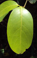 Image of Capparis zeylanica L.