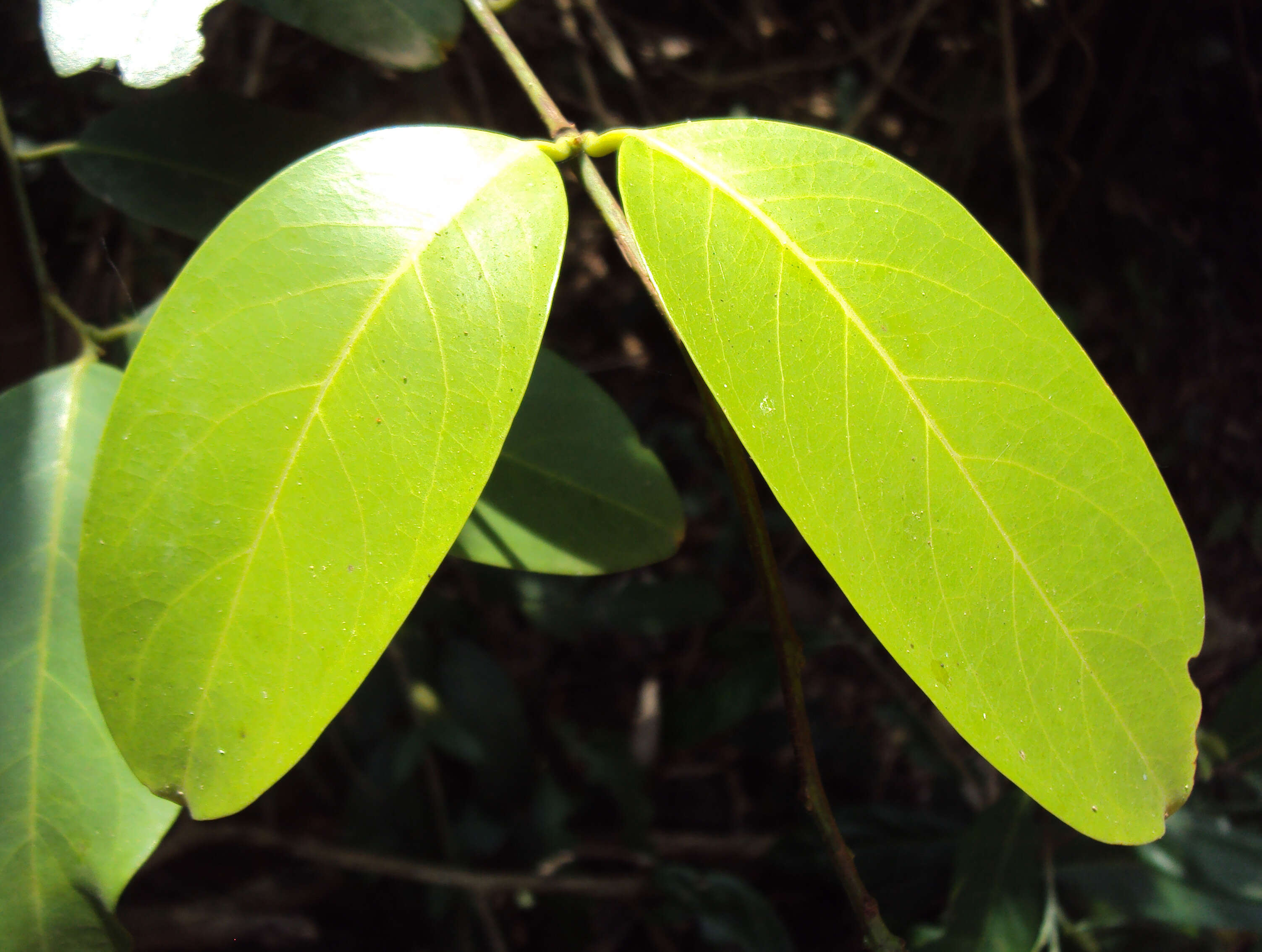 Image of Capparis zeylanica L.