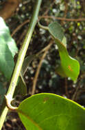 Image of Capparis zeylanica L.