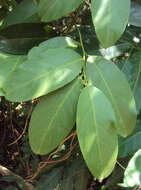 Image of Capparis zeylanica L.