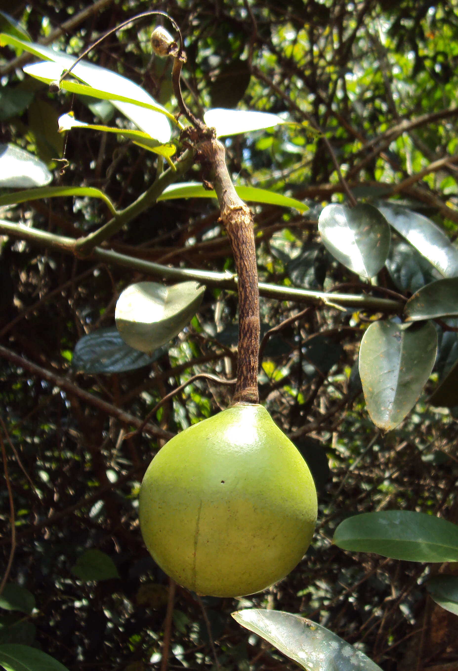 Image de Capparis zeylanica L.