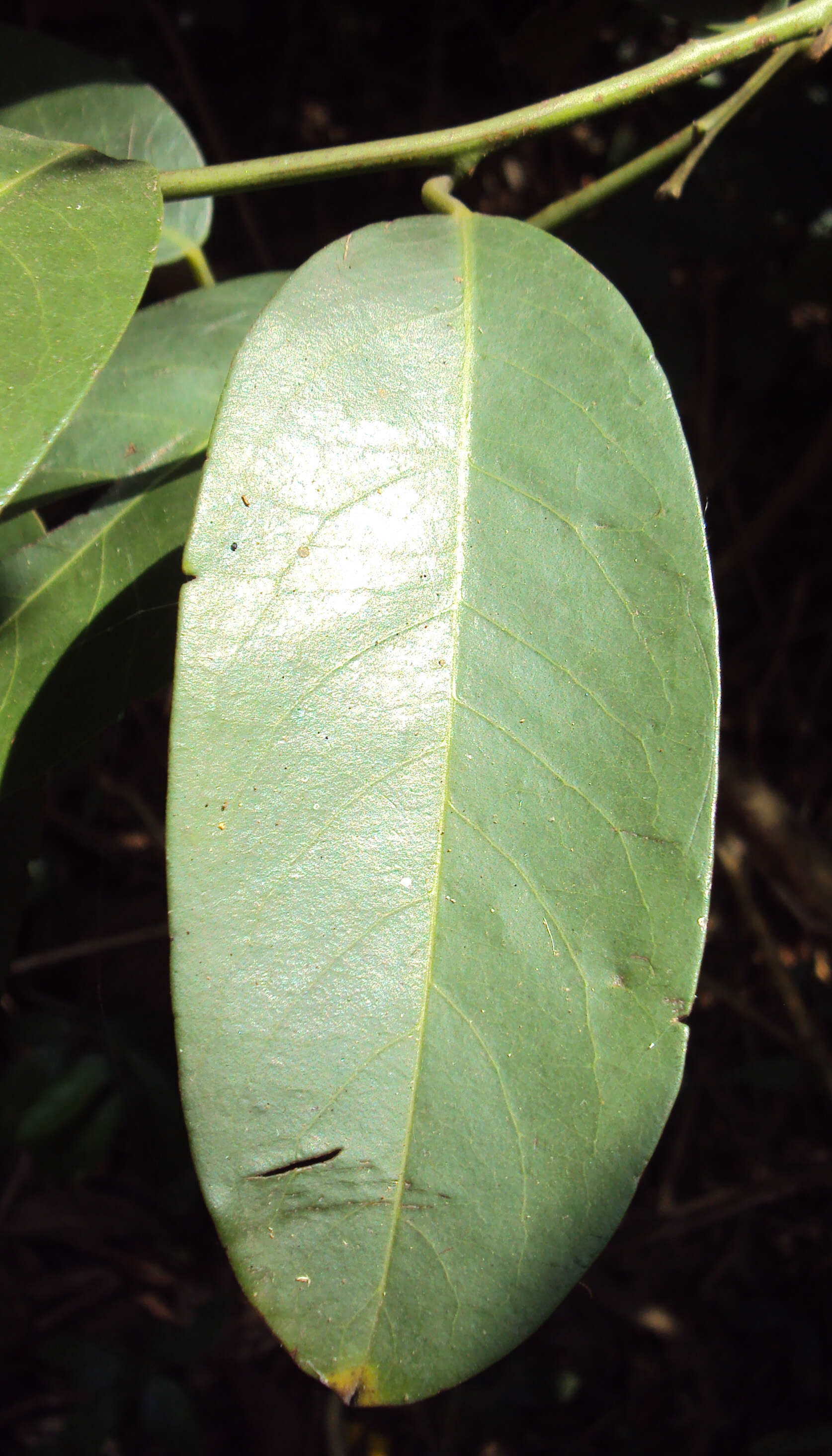 Image of Capparis zeylanica L.