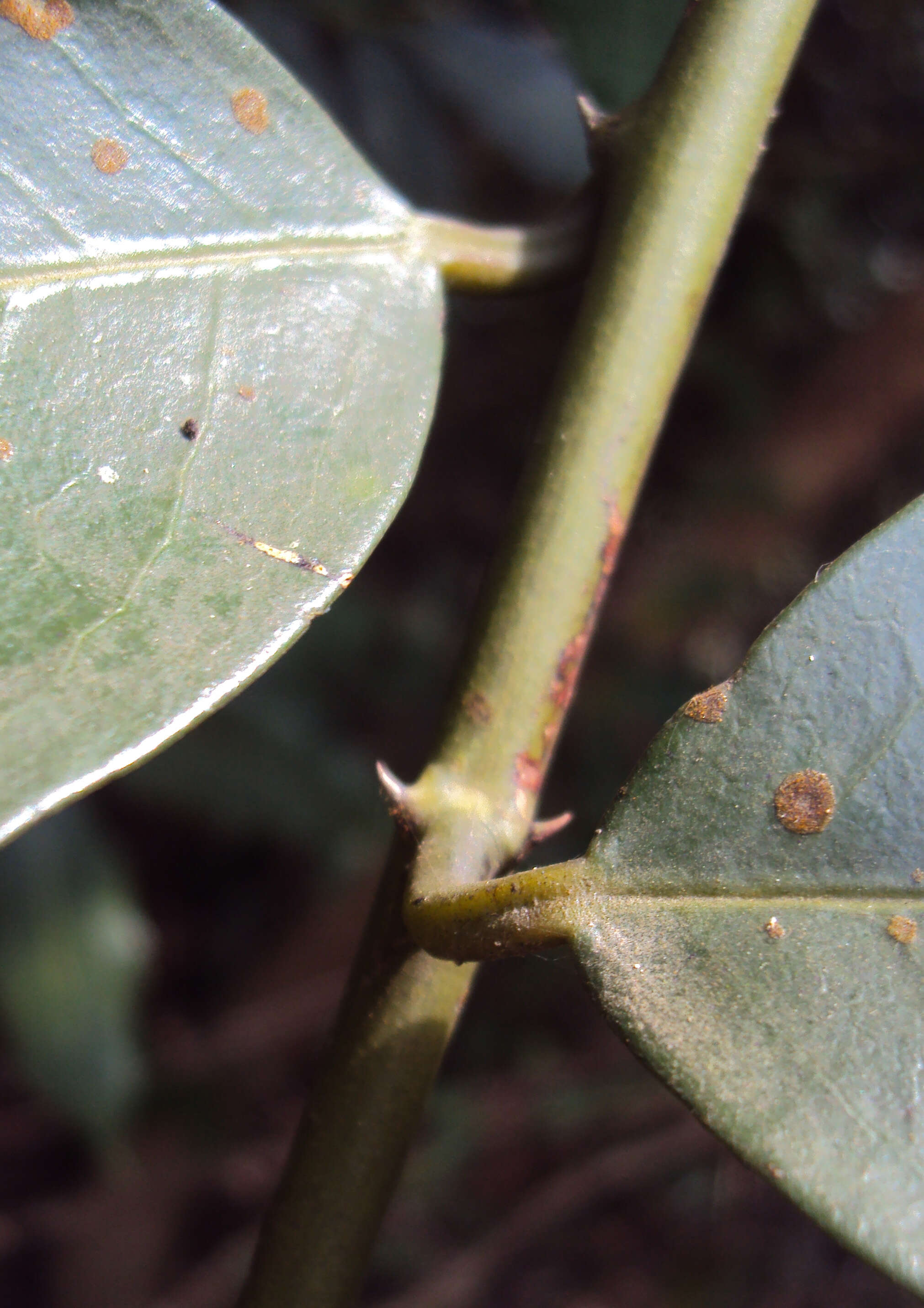 Image de Capparis zeylanica L.