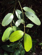 Image of Capparis zeylanica L.