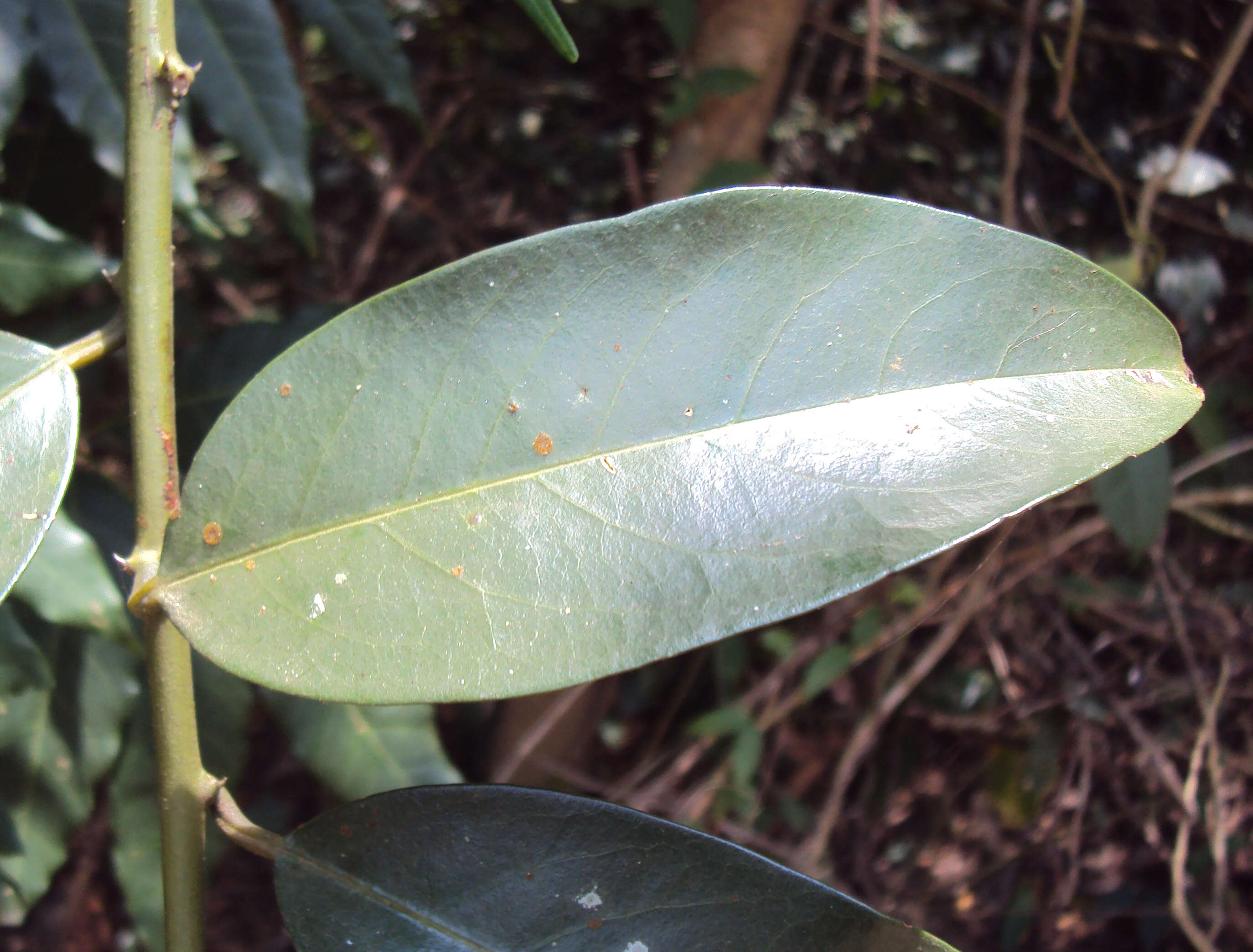 Image de Capparis zeylanica L.