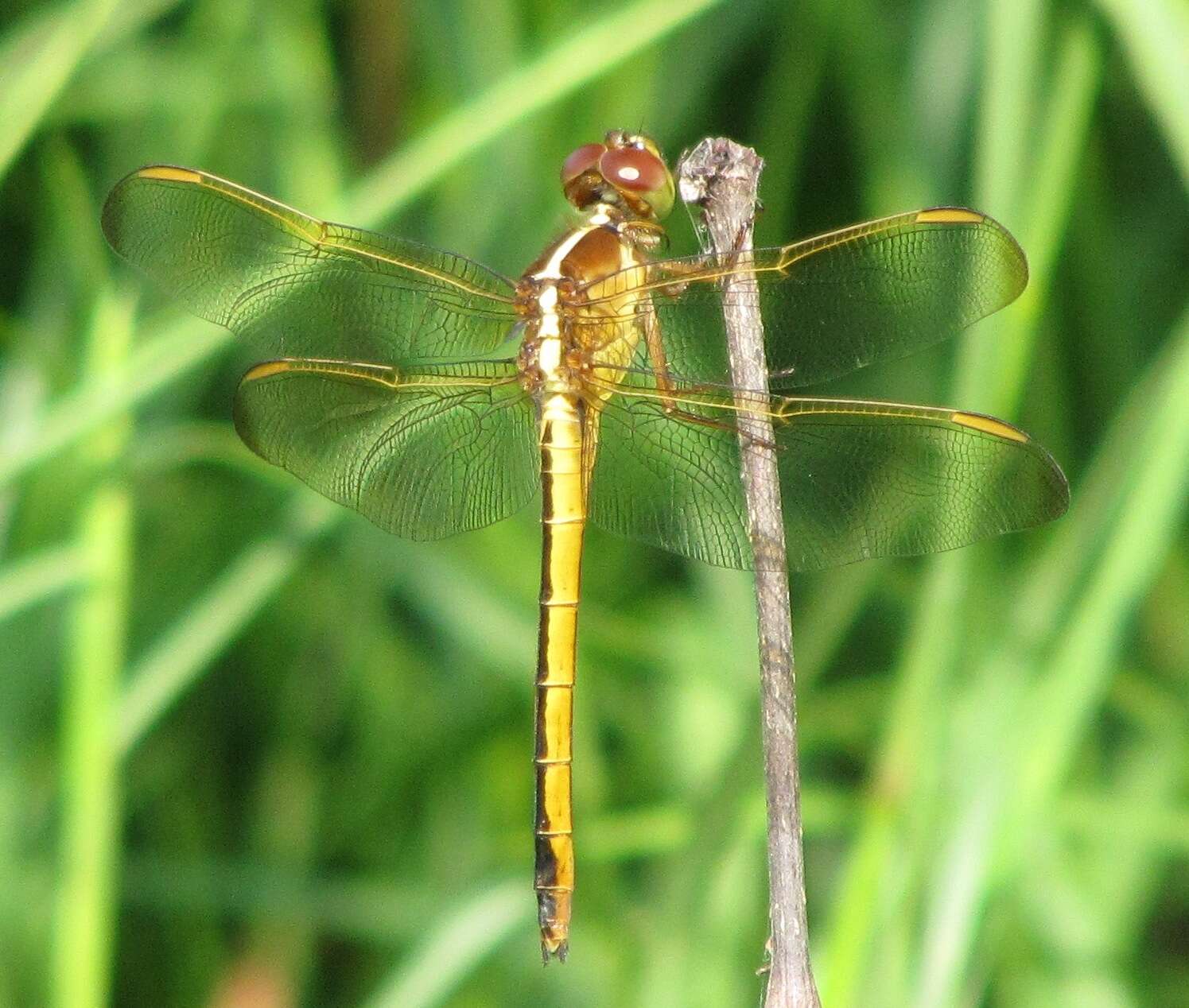 Image of Needham's Skimmer