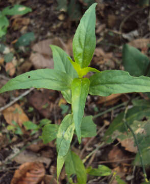 Plancia ëd Clinacanthus