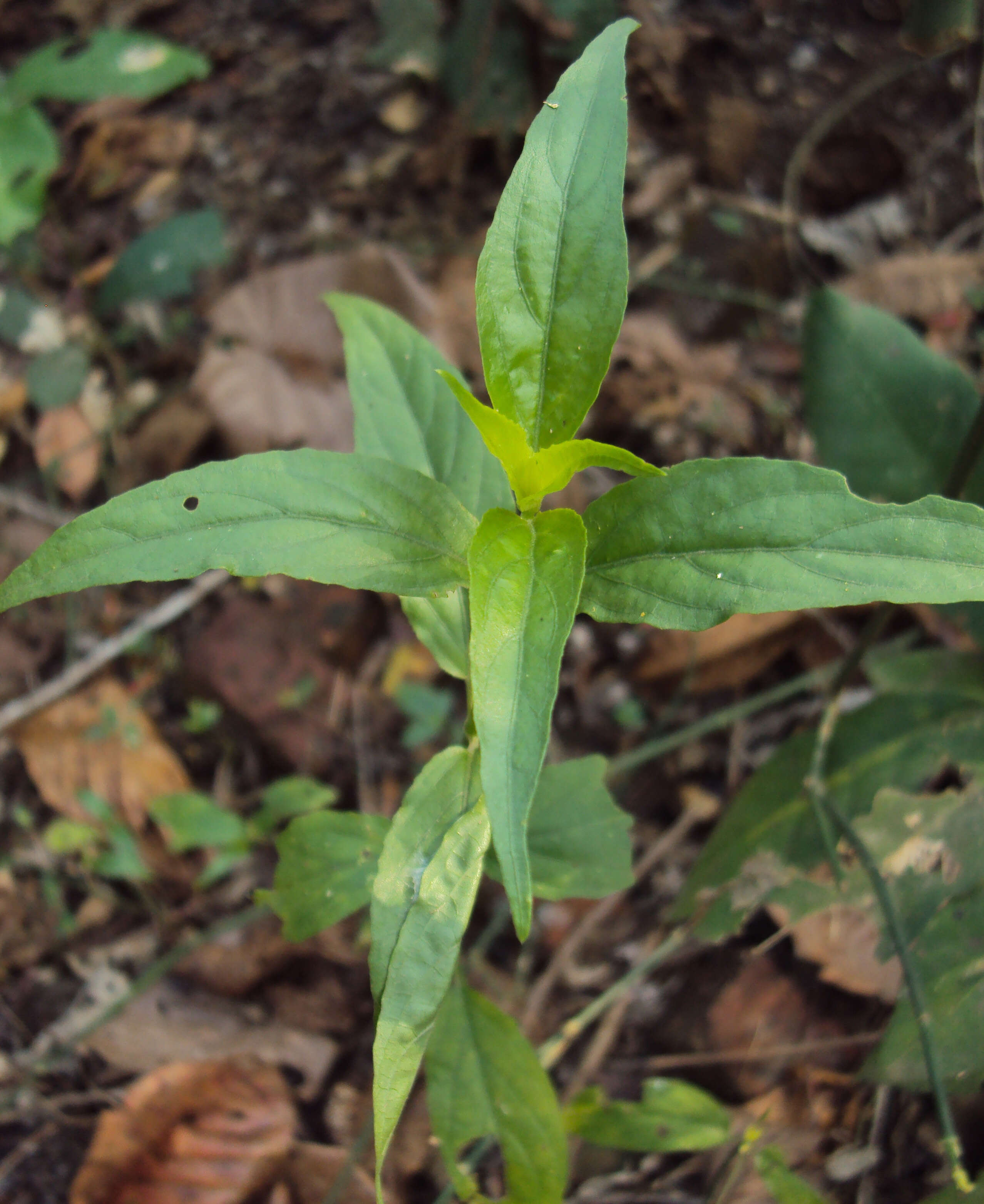 Image of Clinacanthus