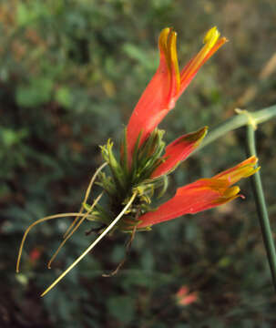 Image of Clinacanthus