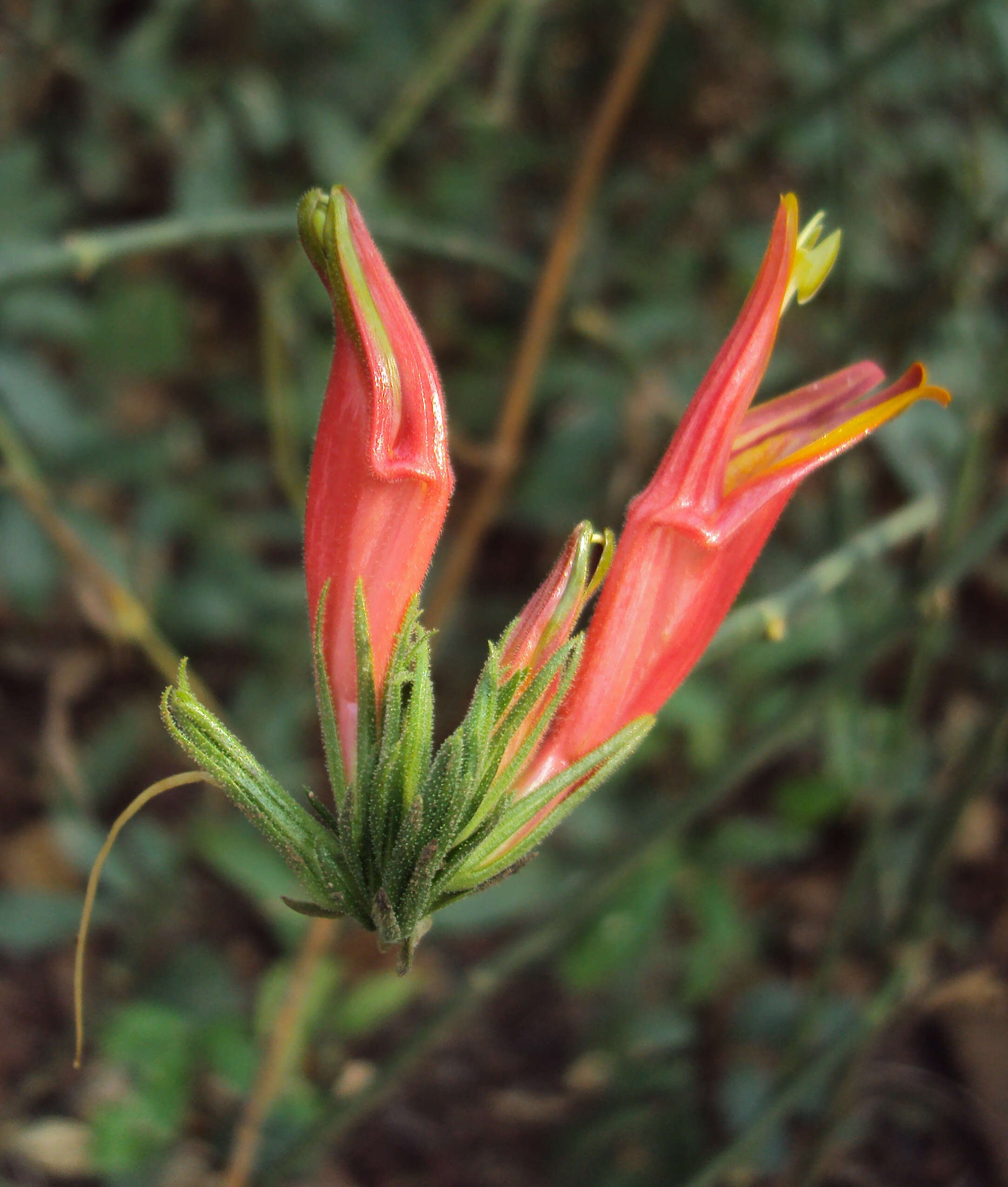 Image of Clinacanthus