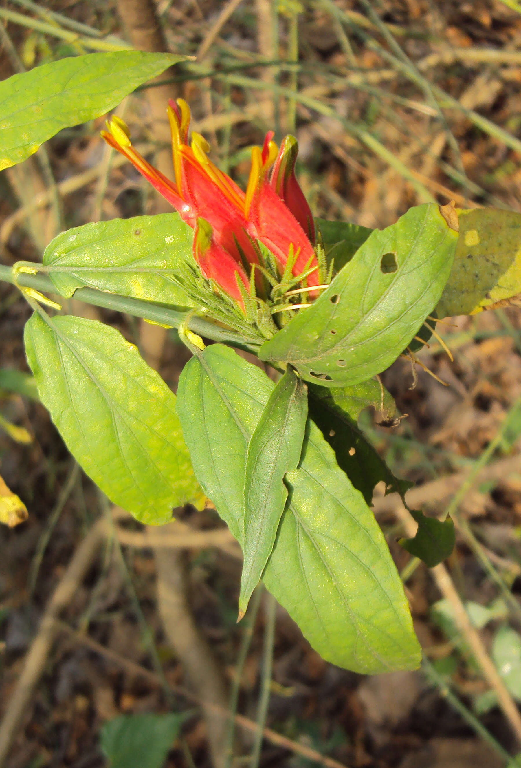 Plancia ëd Clinacanthus