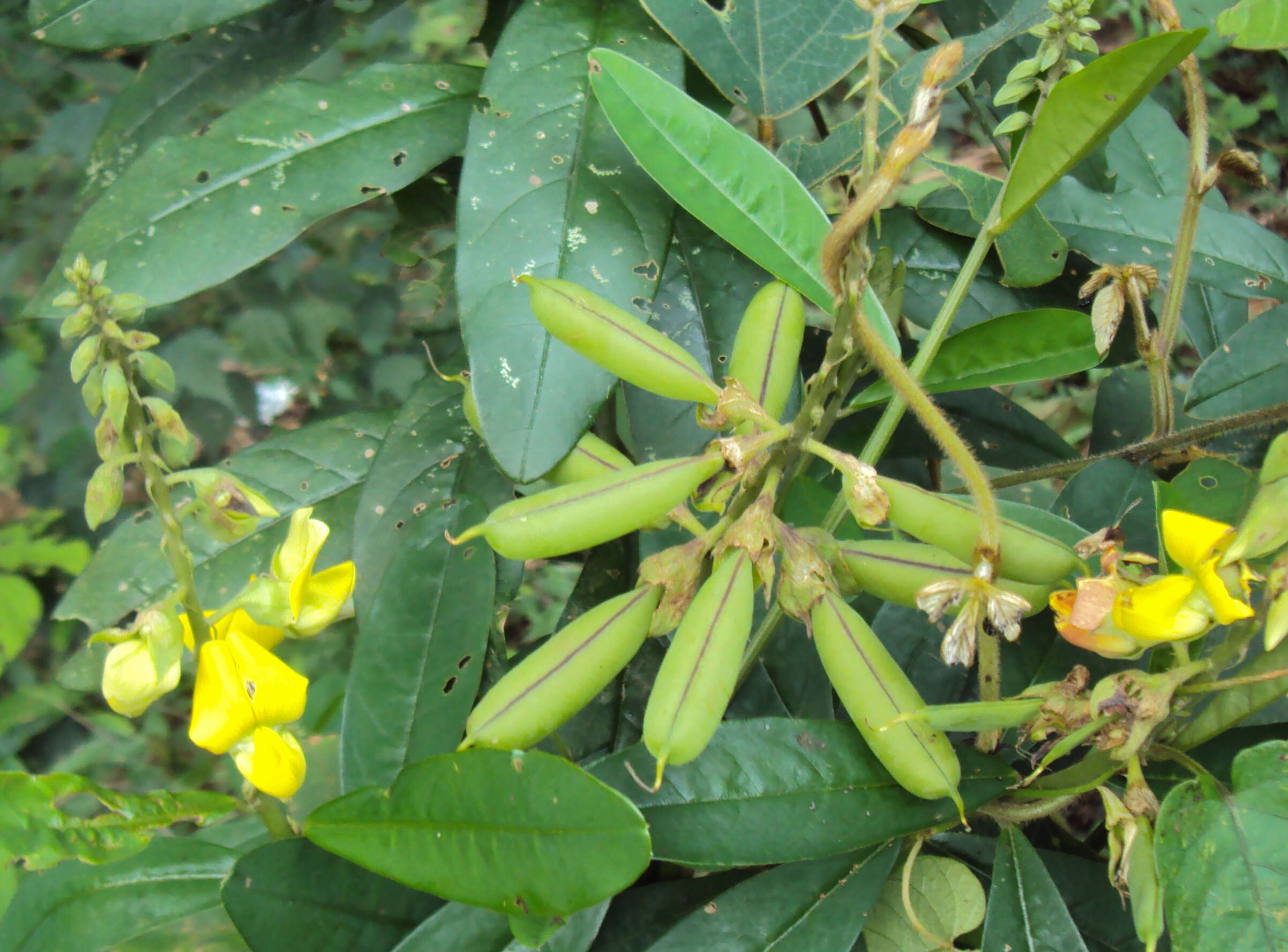 Image de Crotalaria retusa L.