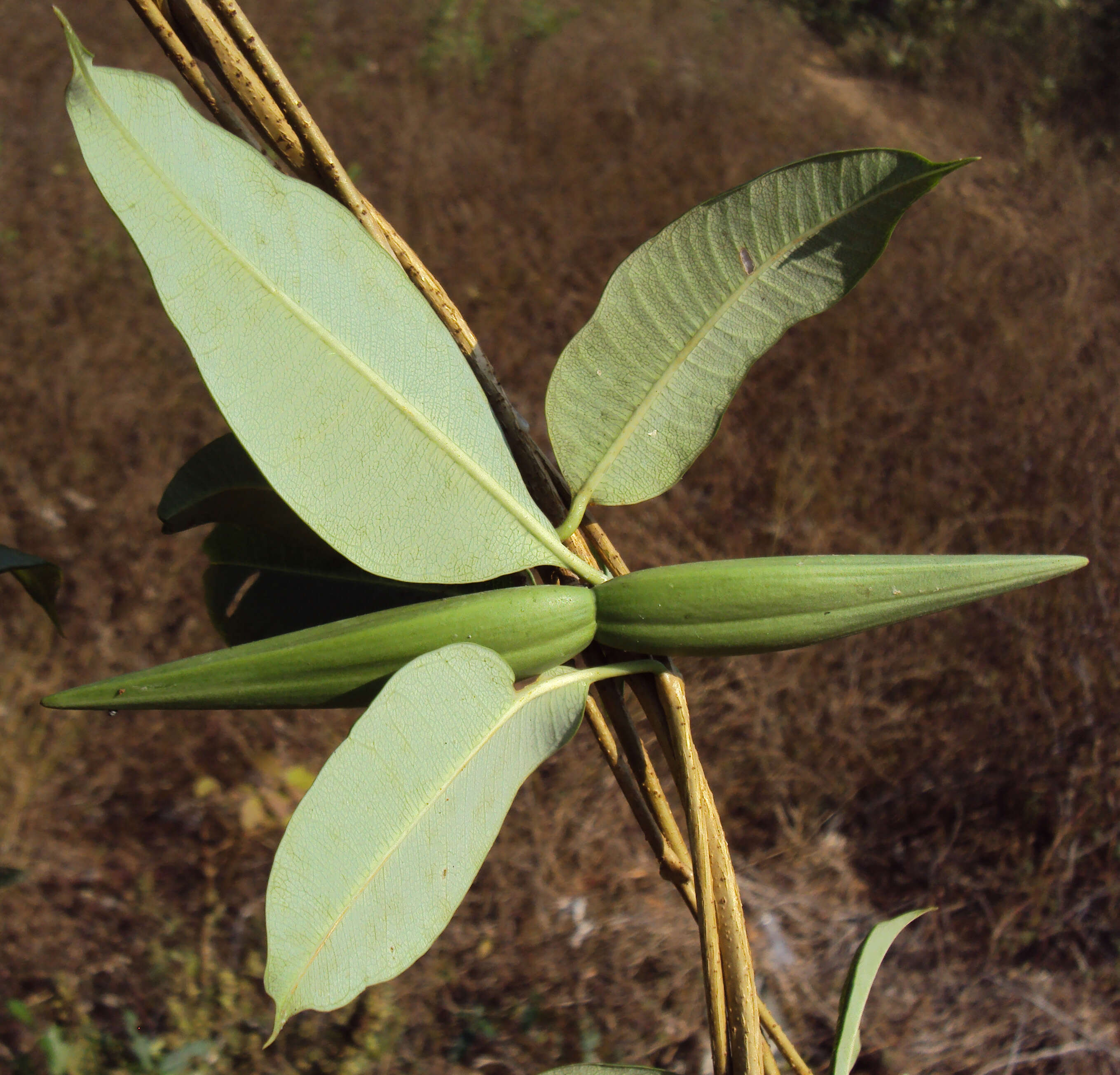 Image of Cryptolepis buchananii Schultes ex Roemer & Schultes