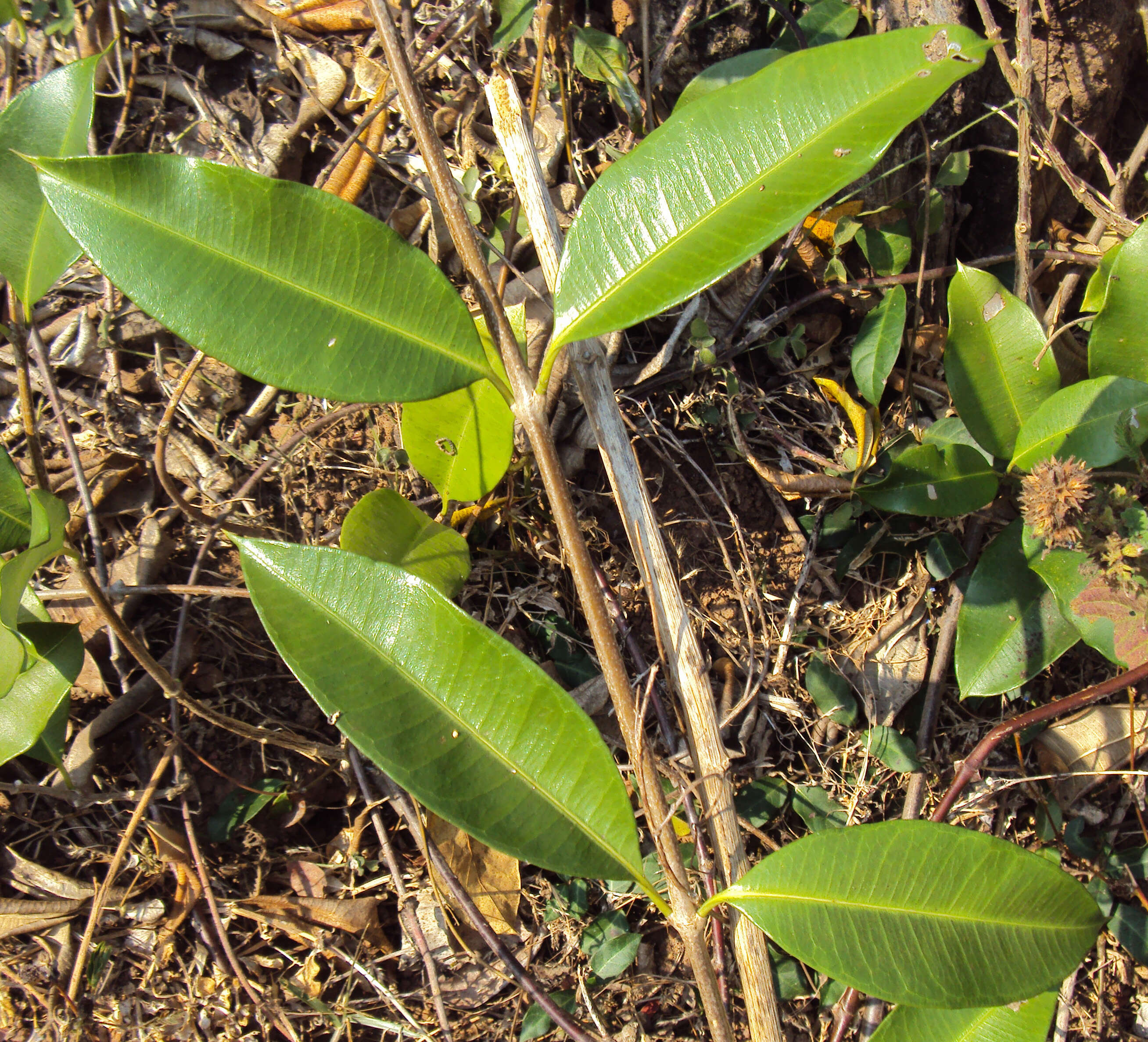 Image of Cryptolepis buchananii Schultes ex Roemer & Schultes