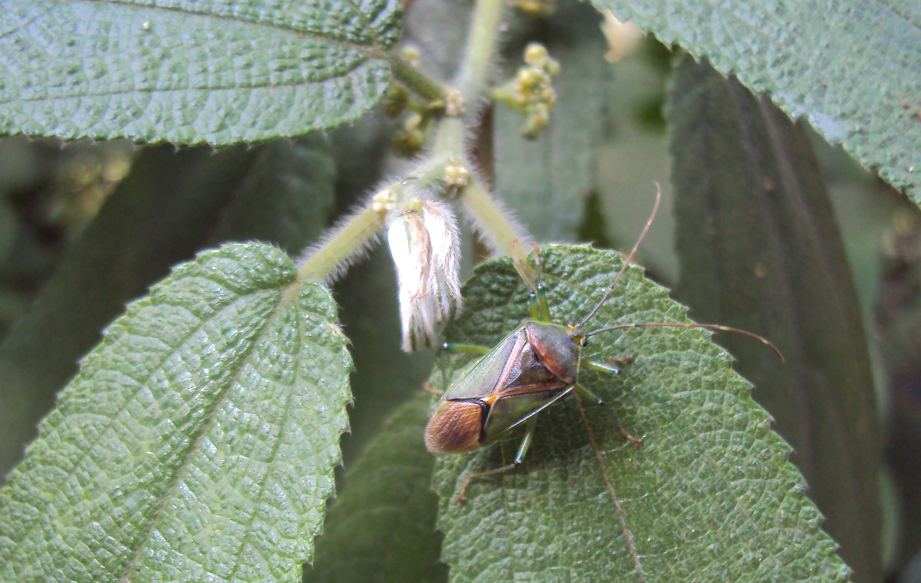 Imagem de Debregeasia longifolia (Burm. fil.) Wedd.