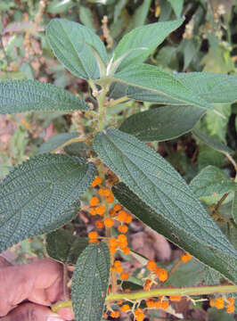 Imagem de Debregeasia longifolia (Burm. fil.) Wedd.