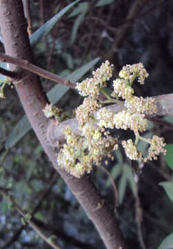 Imagem de Debregeasia longifolia (Burm. fil.) Wedd.