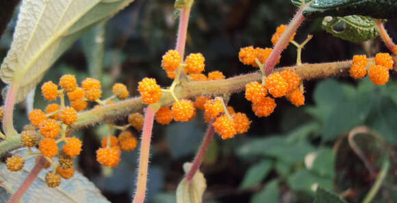 Imagem de Debregeasia longifolia (Burm. fil.) Wedd.