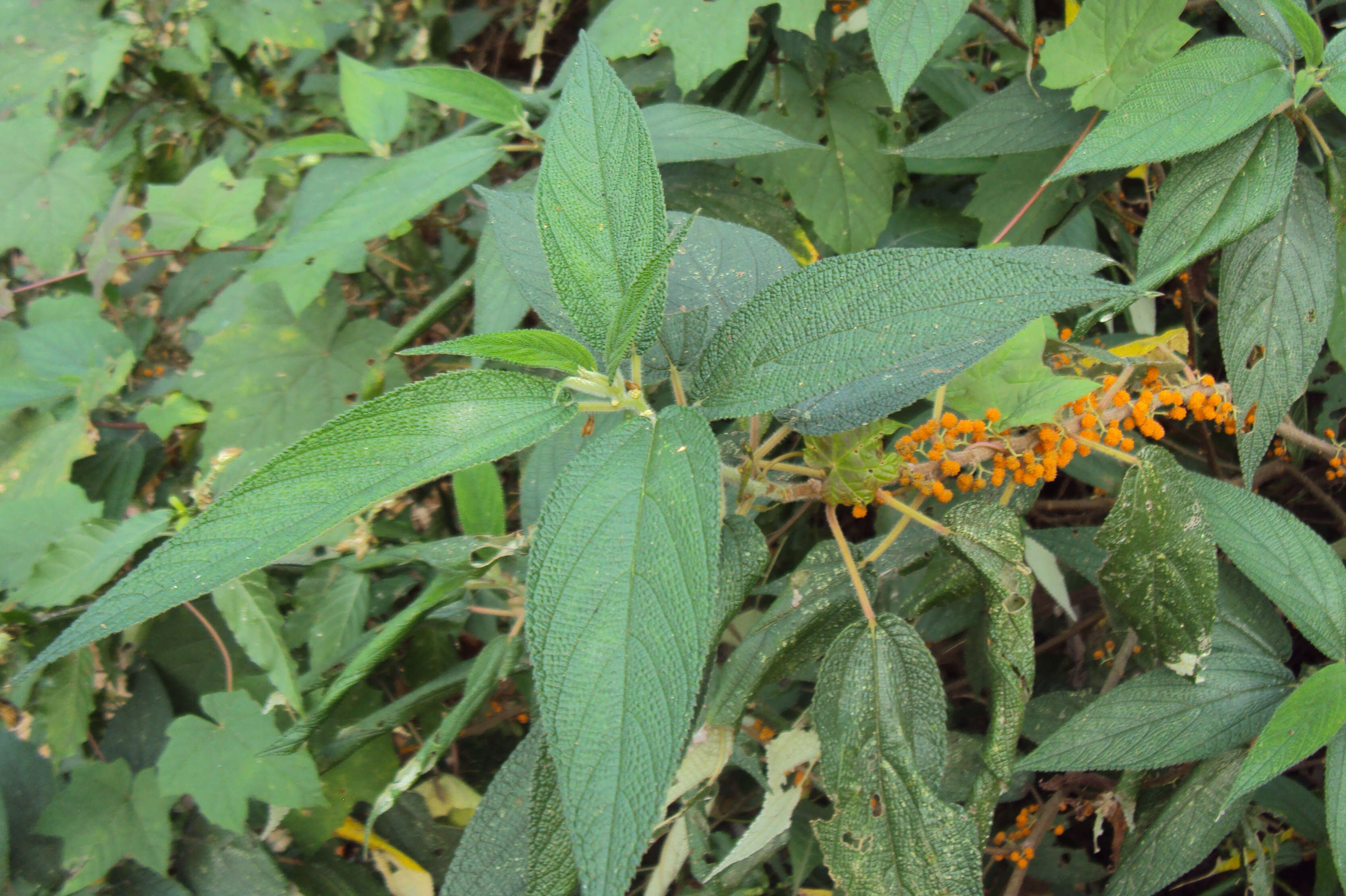 Imagem de Debregeasia longifolia (Burm. fil.) Wedd.