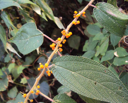 Imagem de Debregeasia longifolia (Burm. fil.) Wedd.