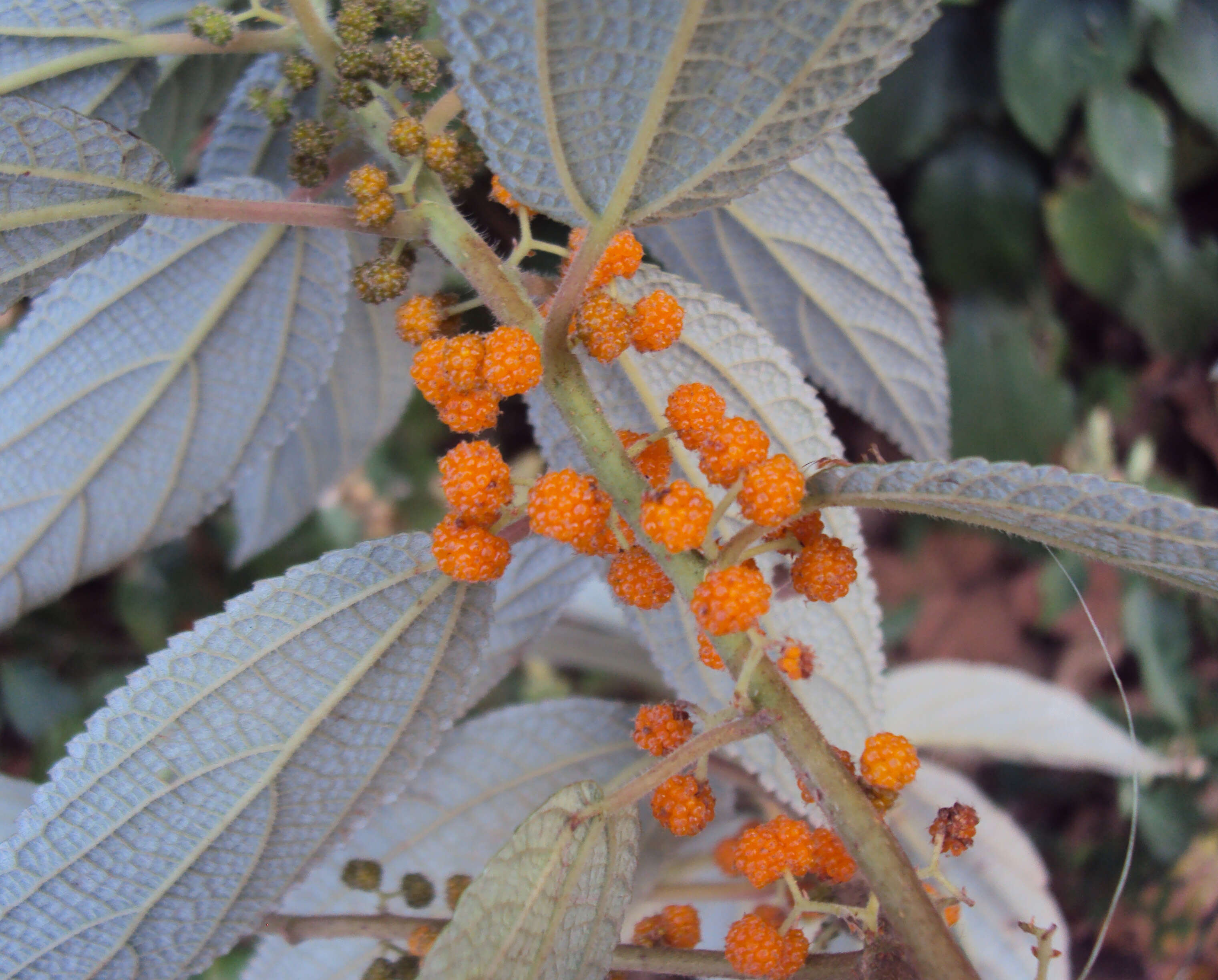 Imagem de Debregeasia longifolia (Burm. fil.) Wedd.