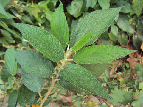 Imagem de Debregeasia longifolia (Burm. fil.) Wedd.