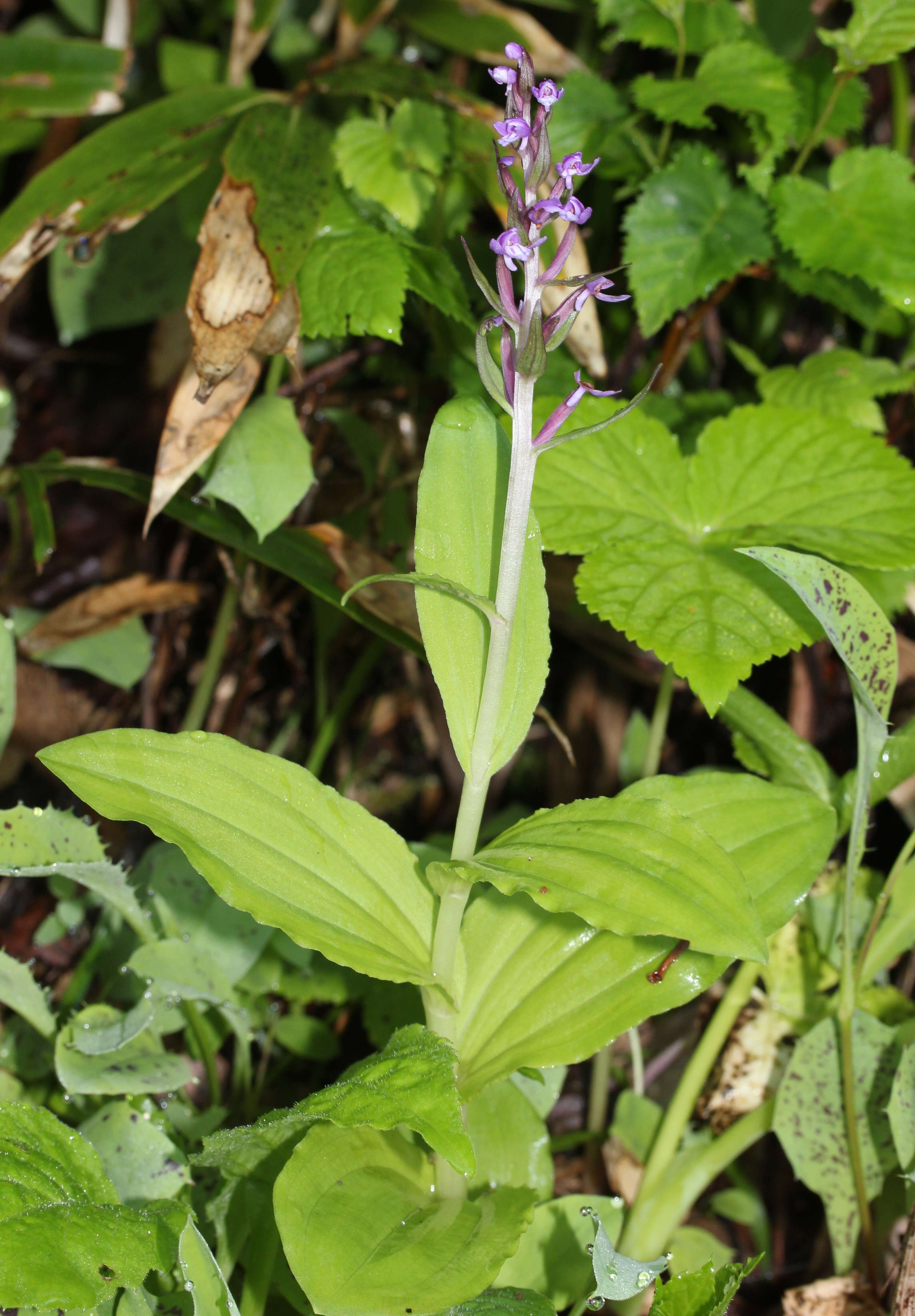 Plancia ëd Galearis camtschatica (Cham.) X. H. Jin, Schuit. & W. T. Jin