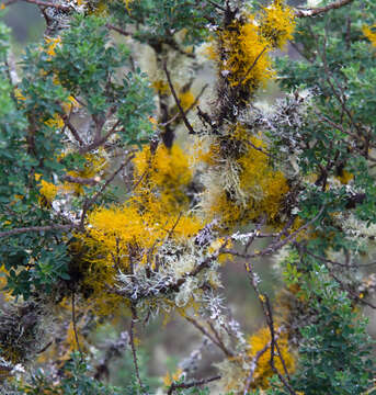 Image of teloschistes lichen