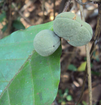 Image of Dichapetalum gelonioides (Roxb.) Engl.