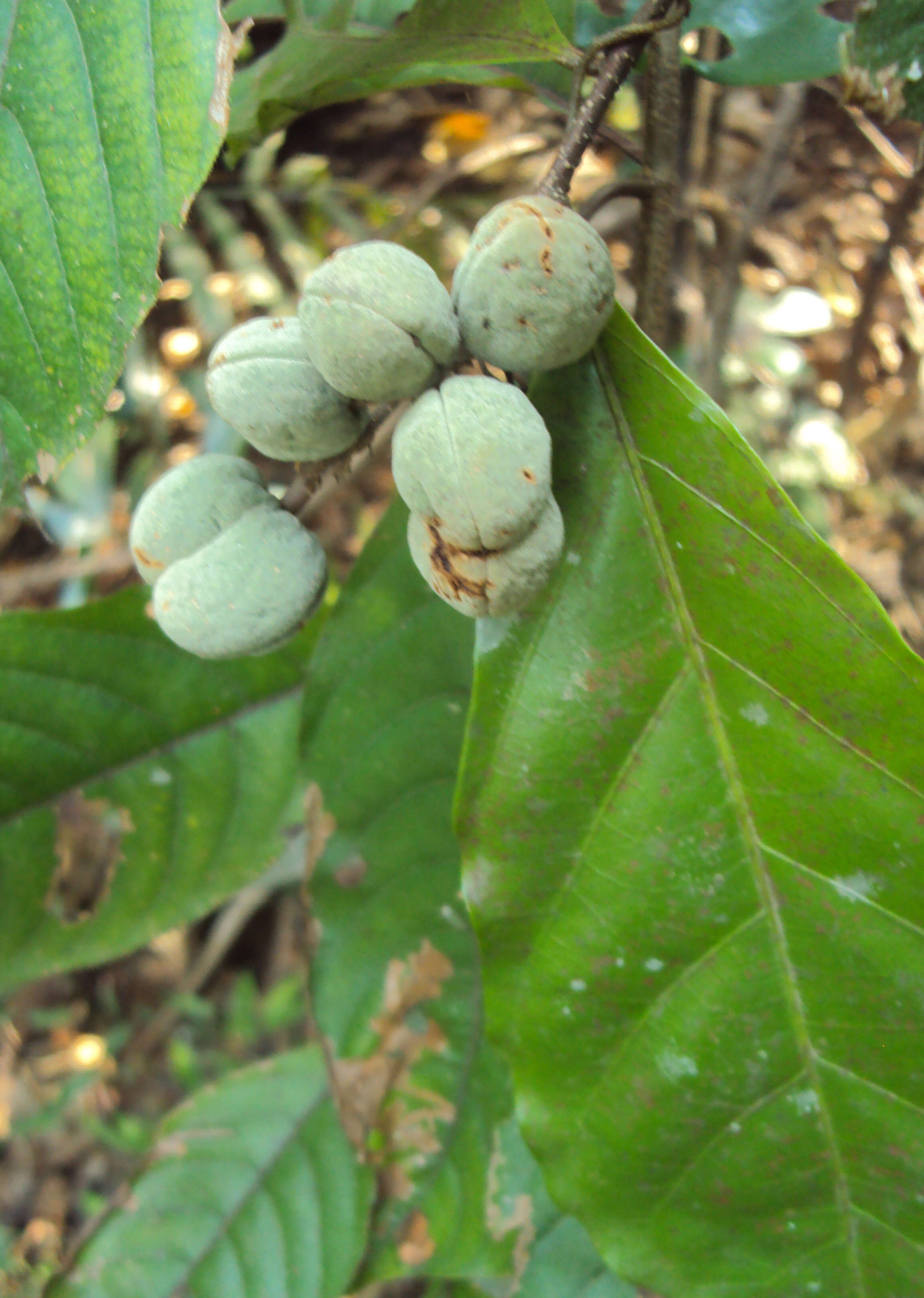 Imagem de Dichapetalum gelonioides (Roxb.) Engl.