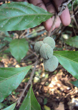 Image of Dichapetalum gelonioides (Roxb.) Engl.