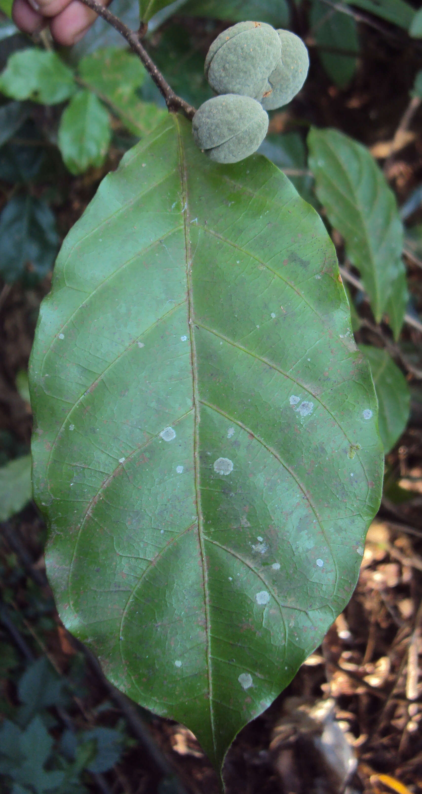 Слика од Dichapetalum gelonioides (Roxb.) Engl.