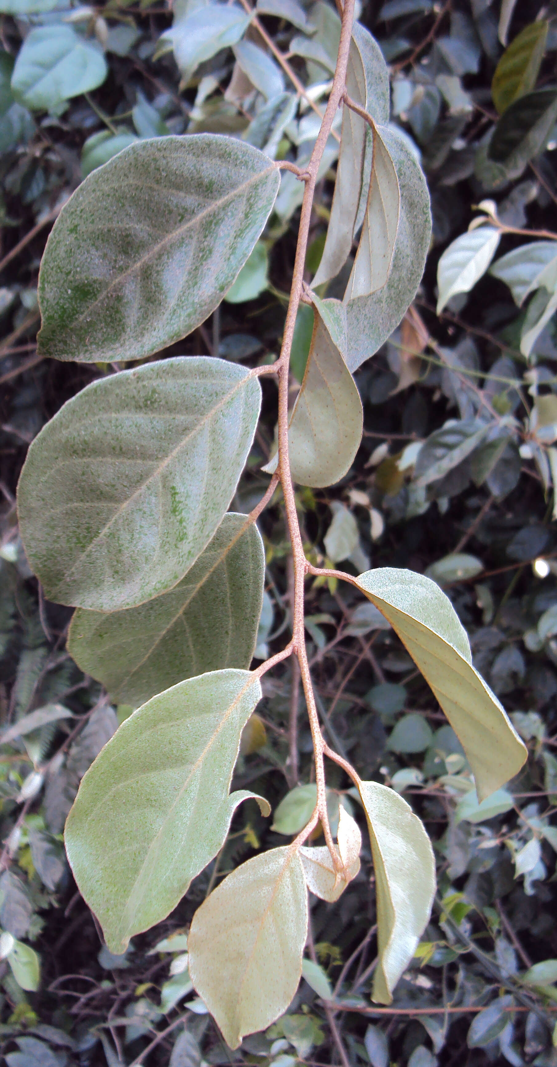 Image of Elaeagnus conferta Roxb.