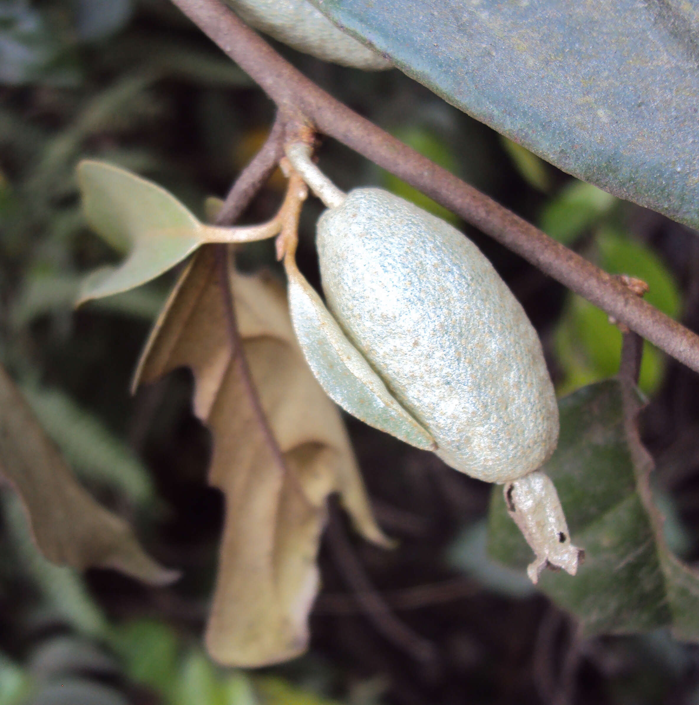 Image of Elaeagnus conferta Roxb.