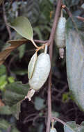 Image of Elaeagnus conferta Roxb.