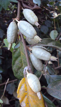 Image of Elaeagnus conferta Roxb.