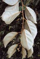 Image of Elaeagnus conferta Roxb.