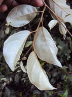 Image of Elaeagnus conferta Roxb.