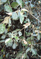 Image of Elaeagnus conferta Roxb.